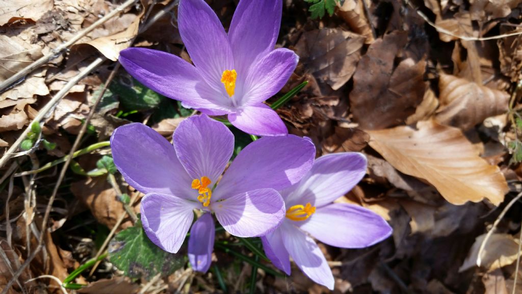 Crocus sp.